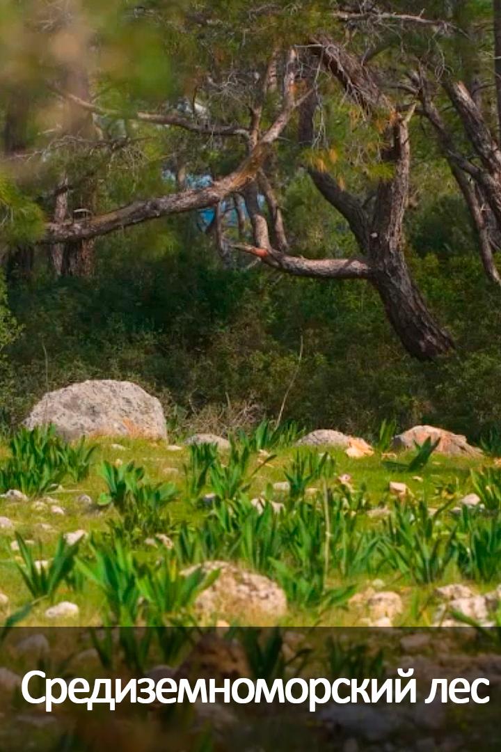 Средиземноморский лес