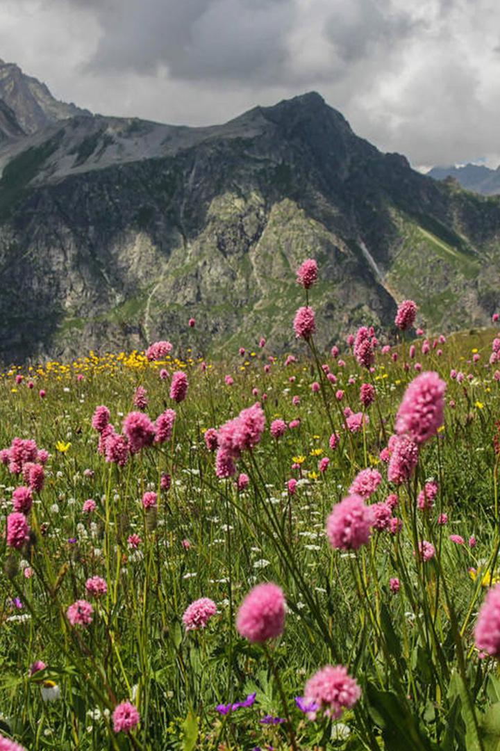 Альпийские луга Кабардино-Балкария