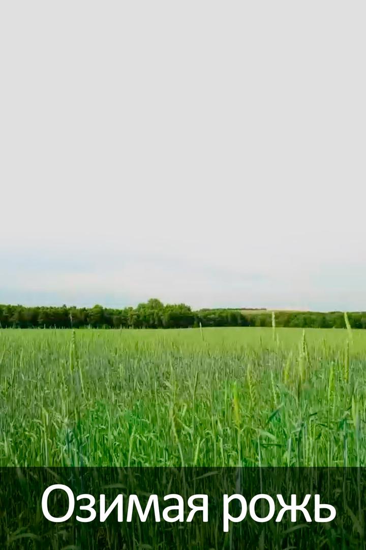 Озимая рожь