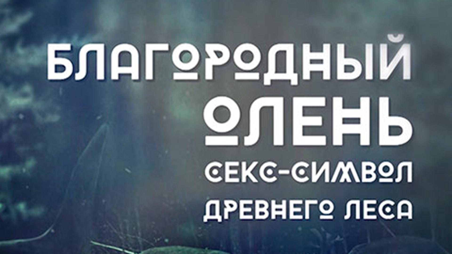 Благородный олень. Символ Древнего леса