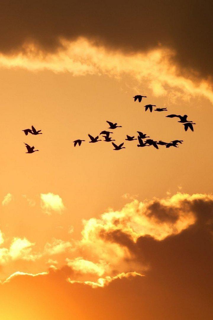 Птичий транзит. Зимняя гавань