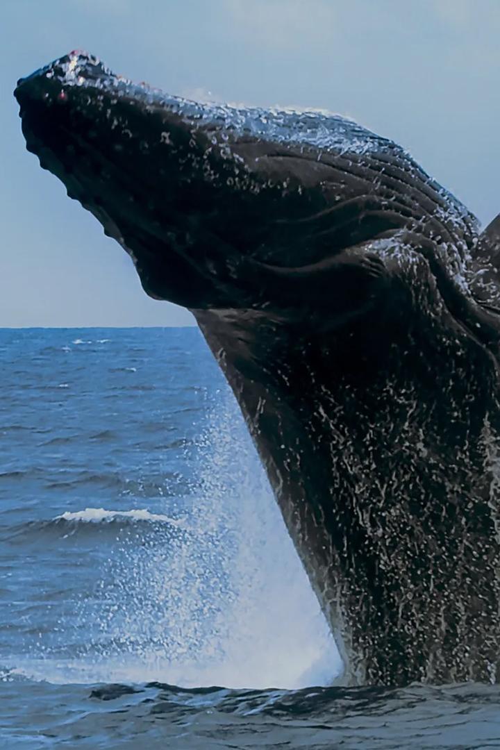 Горбатые киты