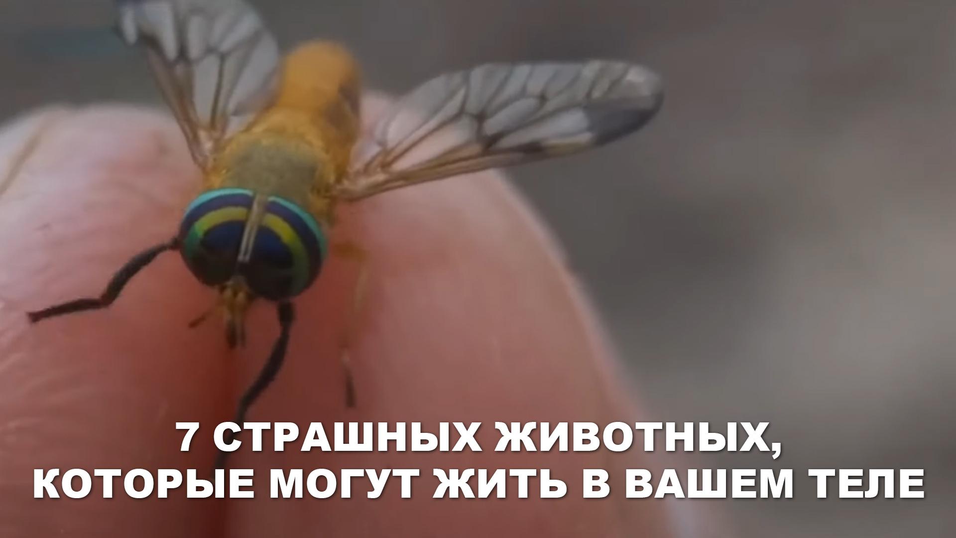 7 Страшных животных, которые могут жить в вашем теле