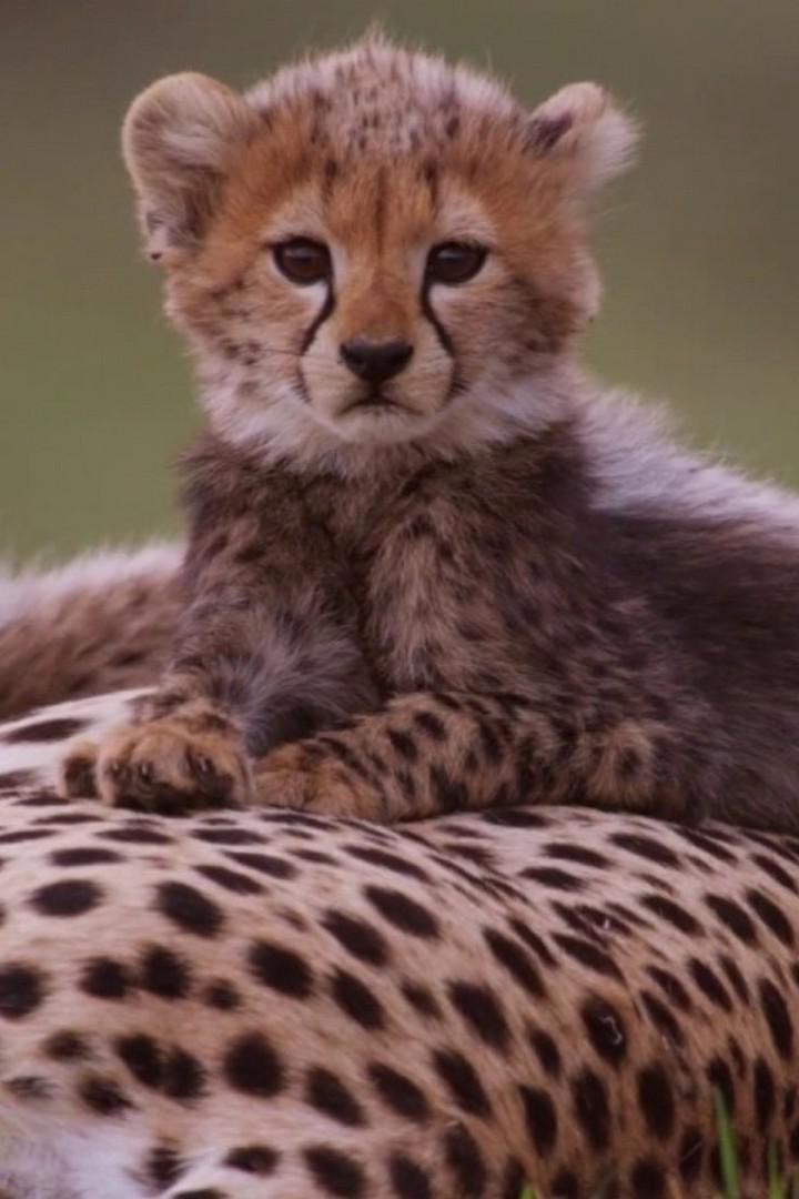 Малейка. Африканская история