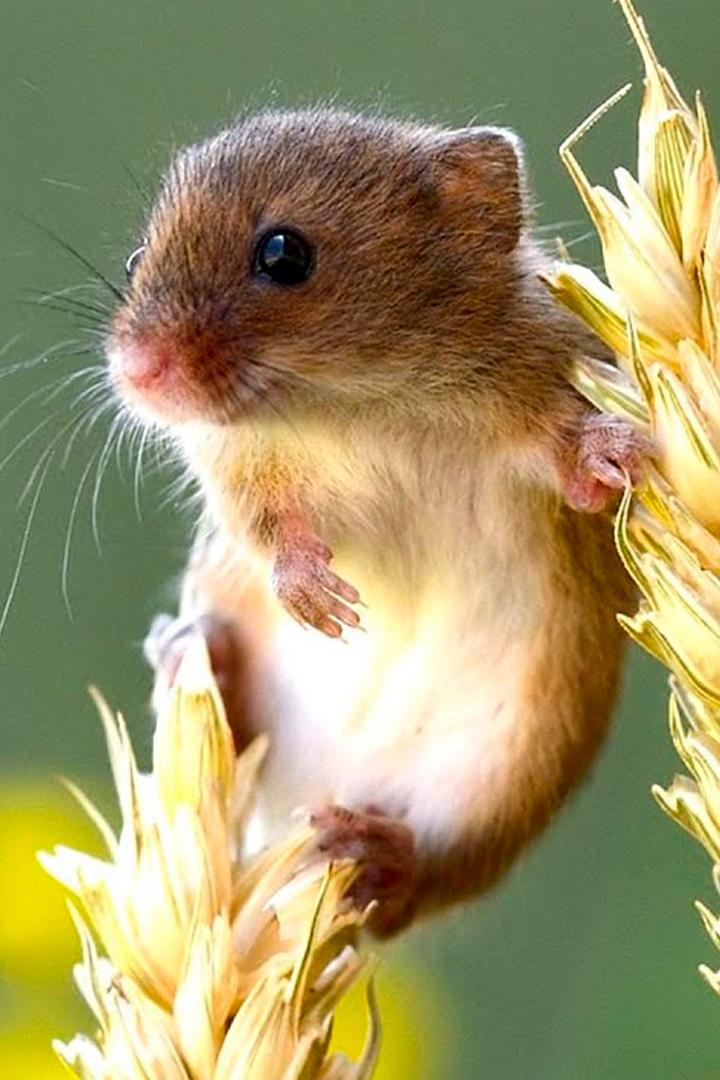 Маленький акробат