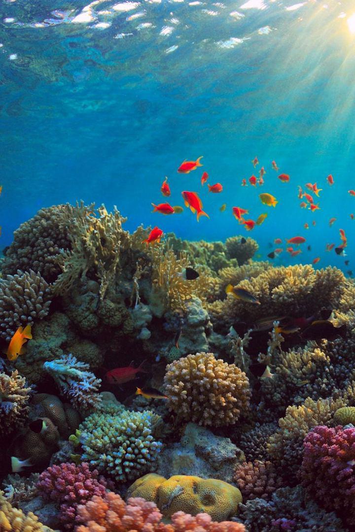 Обитатели морских глубин