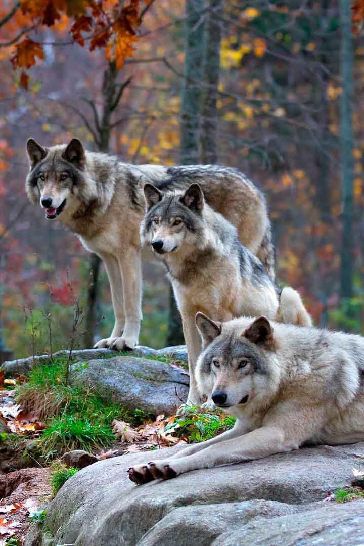 Альянсы в природе