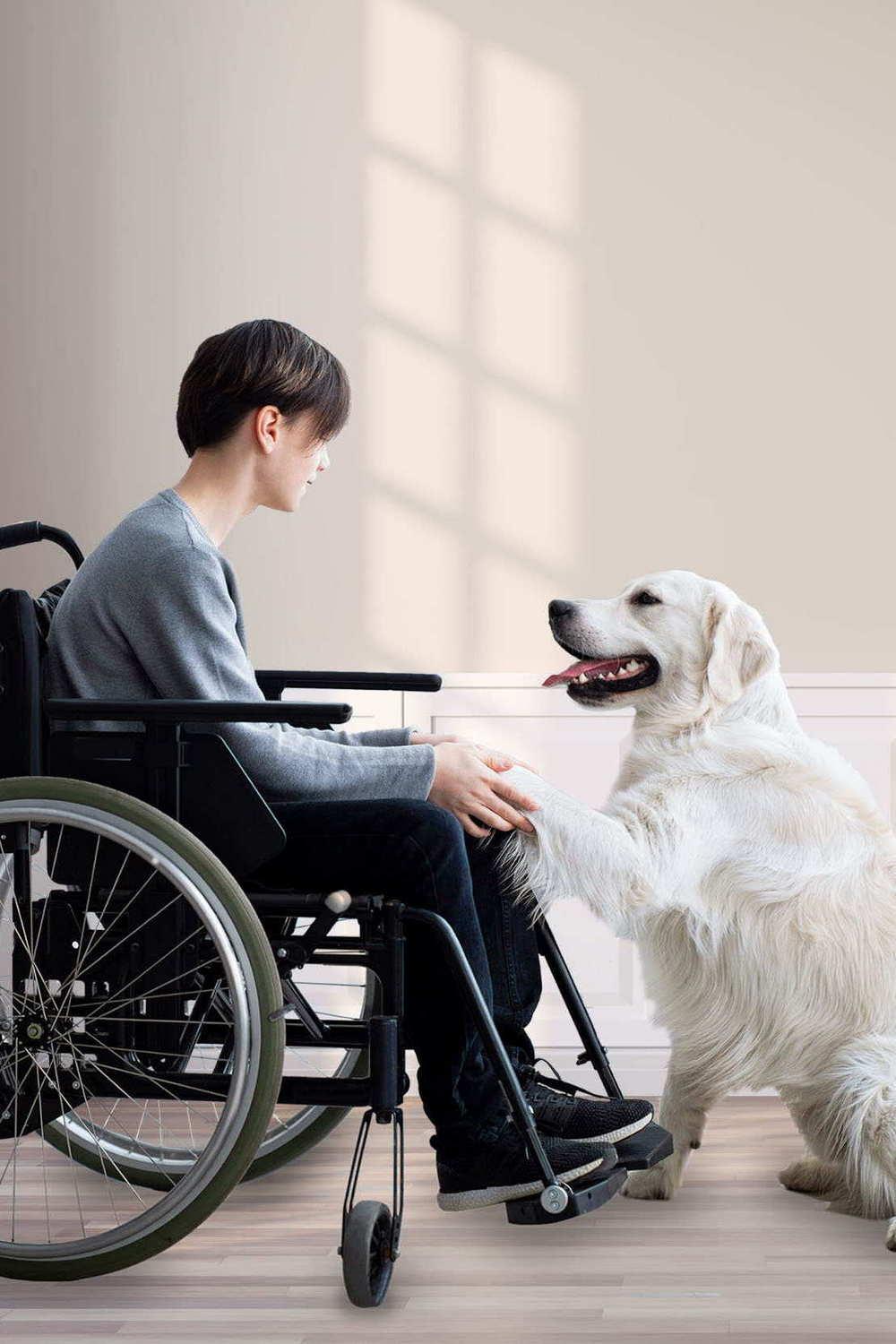 Необычные собачьи профессии