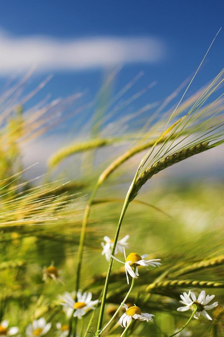 Энергия ветра