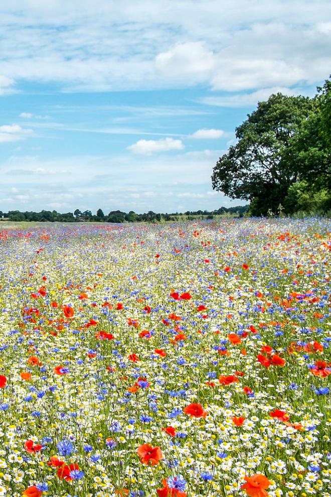 Крaсивая Рoссия