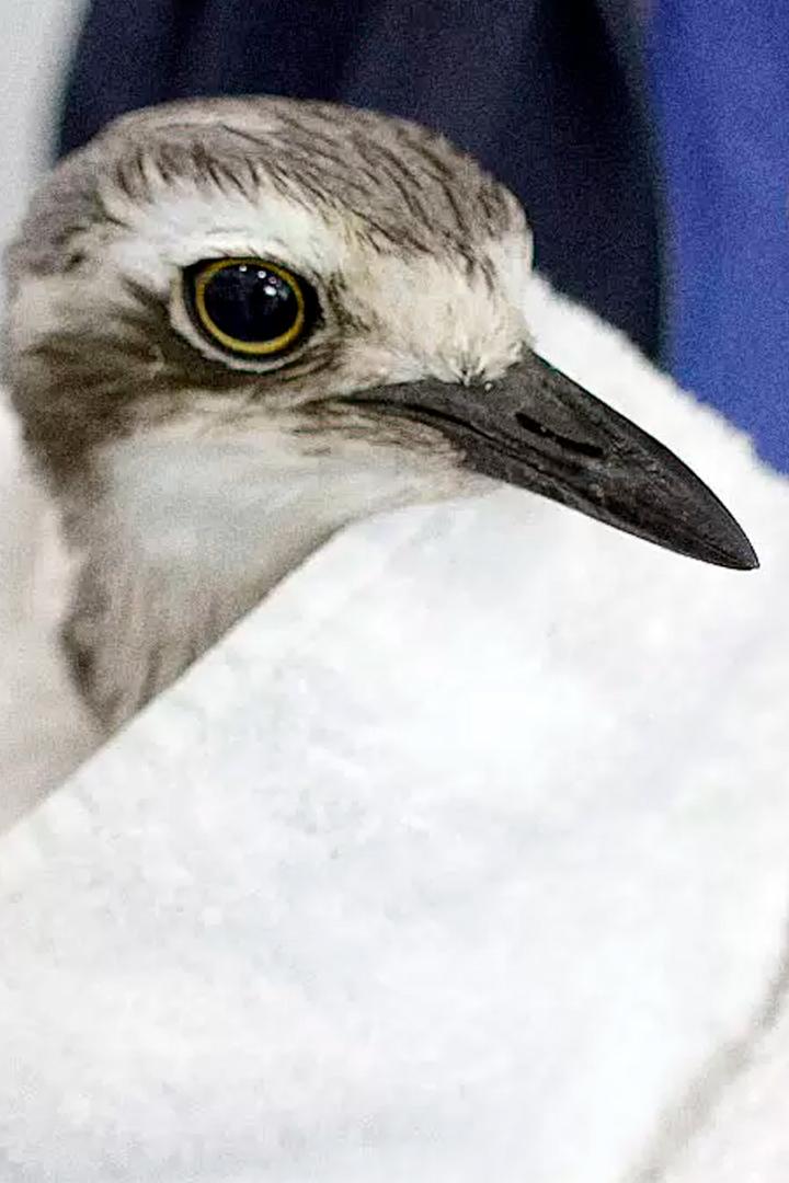 Спасение дикой природы Австралии