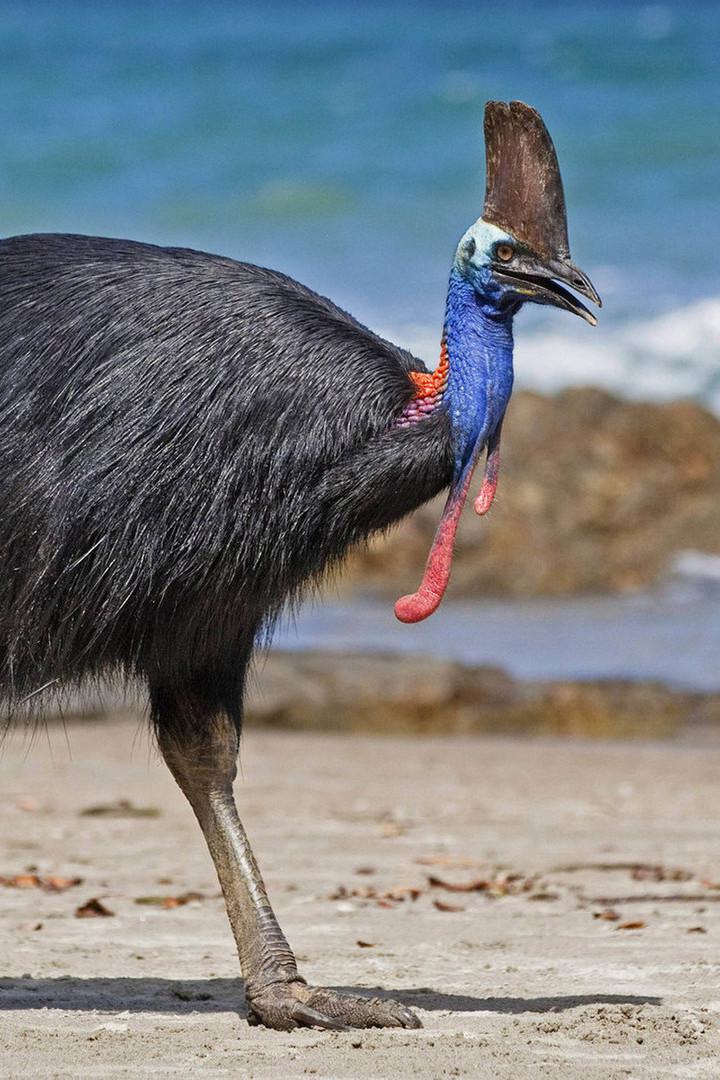 Казуара: птица-динозавр
