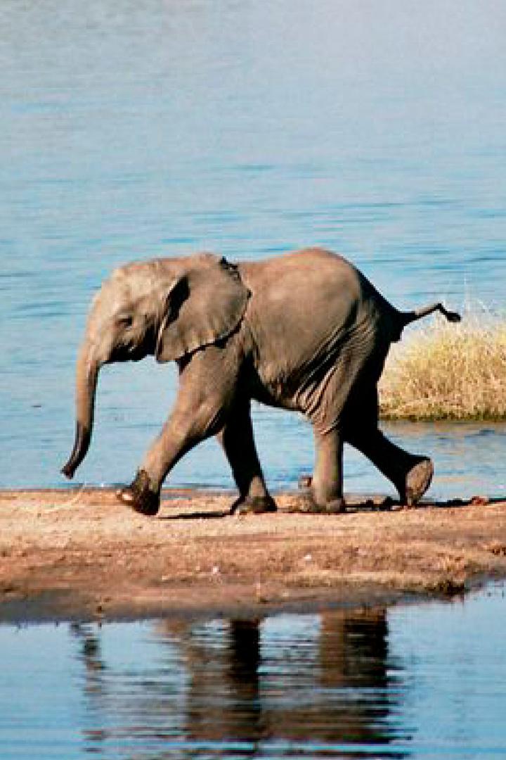 Великие парки Африки