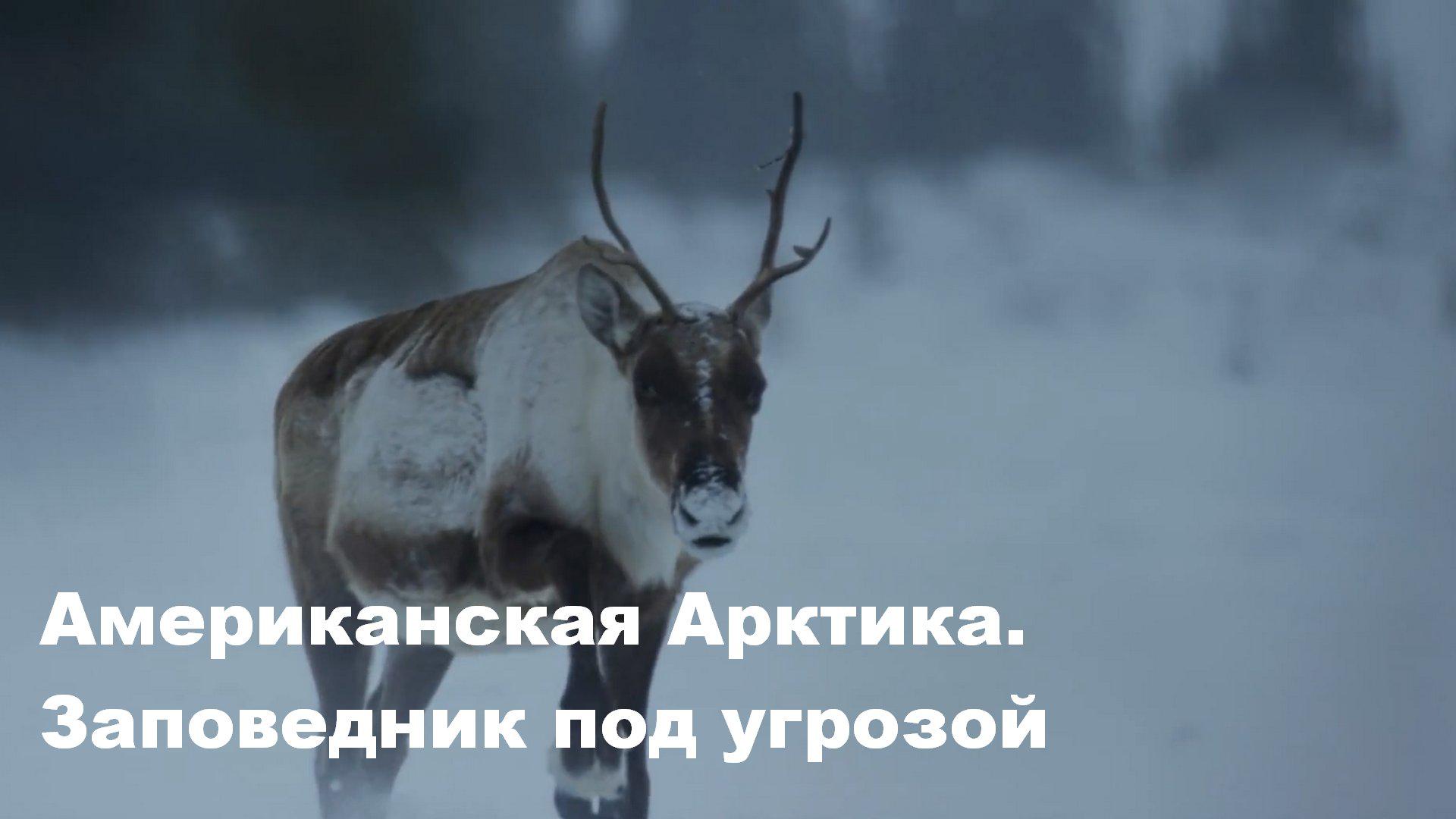 Американская Арктика. Заповедник под угрозой