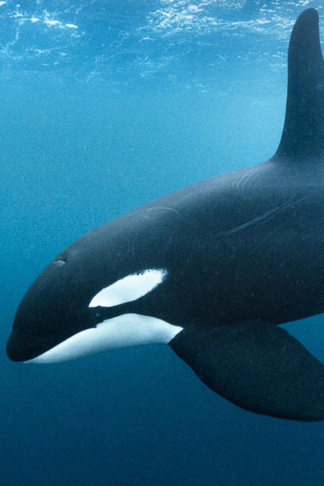 Фридайвинг с косатками