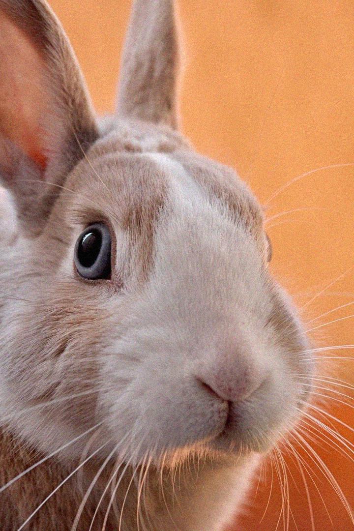 Замечательные кролики