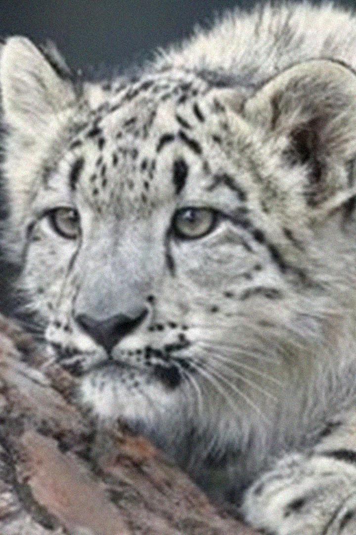 Снежные барсы и их друзья