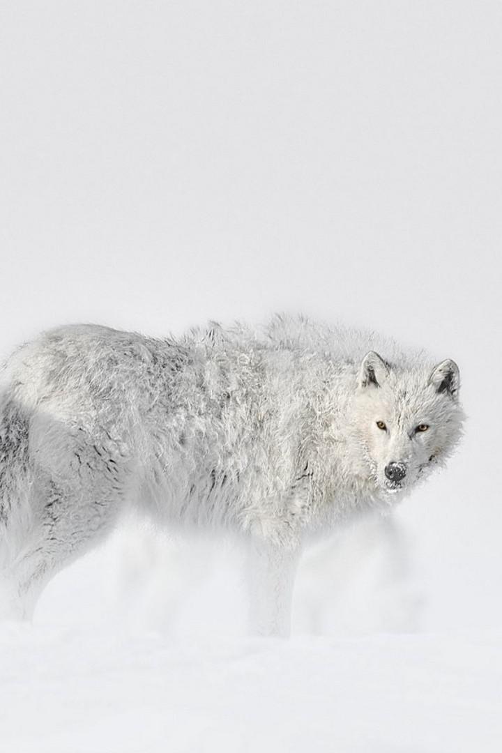 Белые волки: призраки арктики
