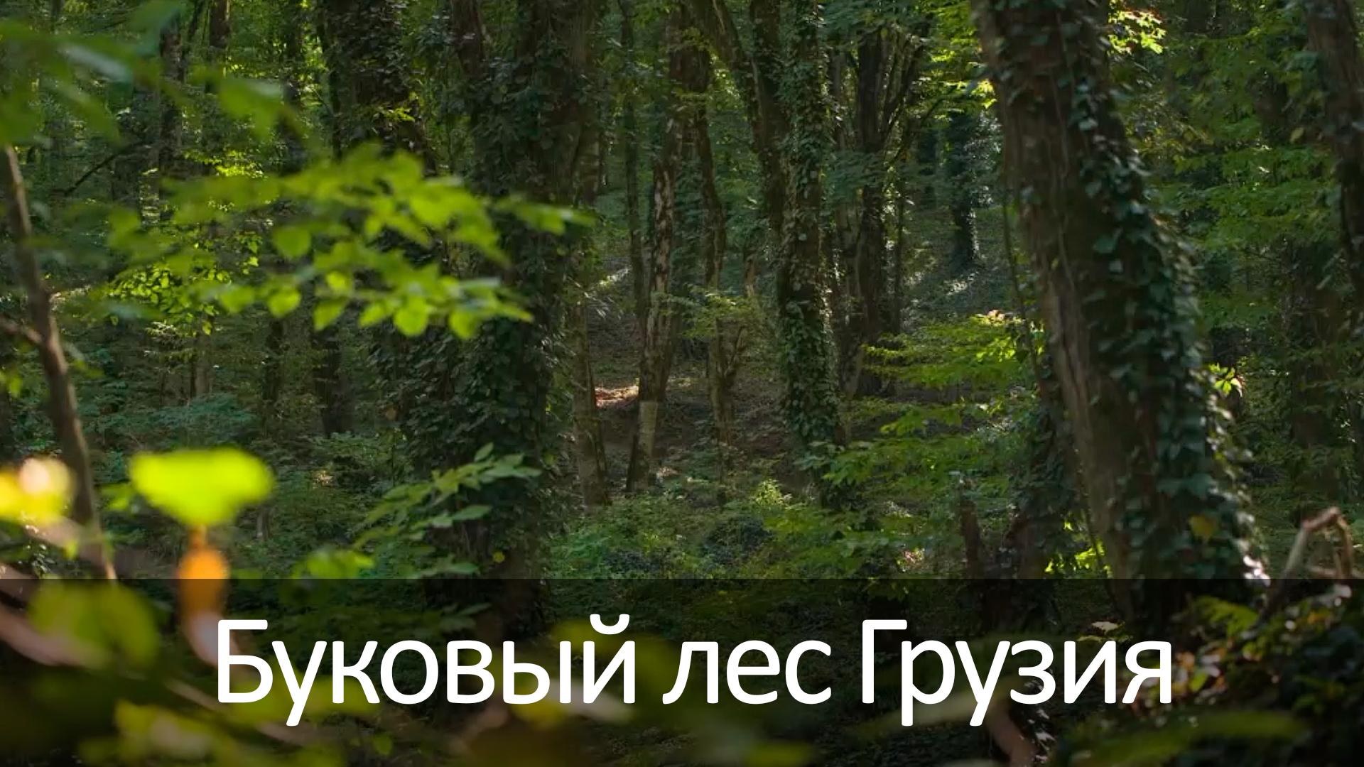 Буковый лес Грузия