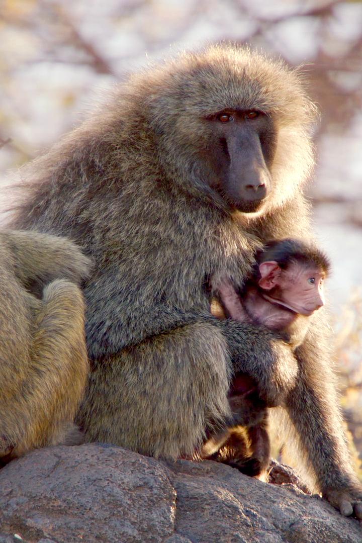 Дикая семейка бабуинов