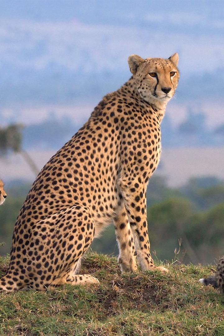 Масаи-Мара: мир дикой природы