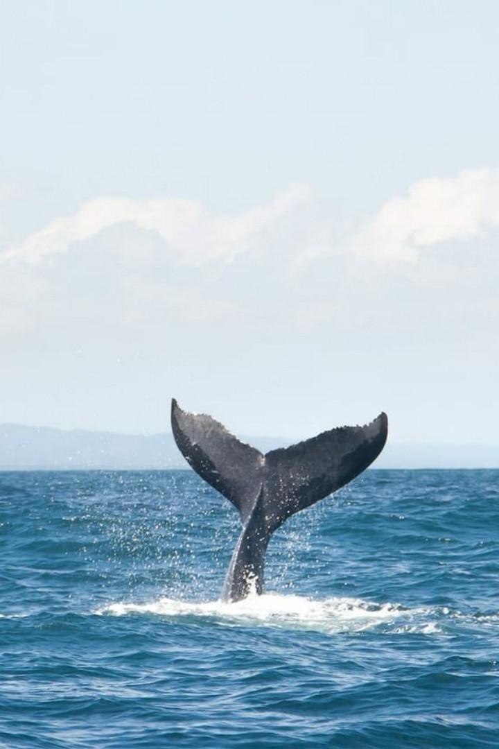 Киты: год в моей жизни