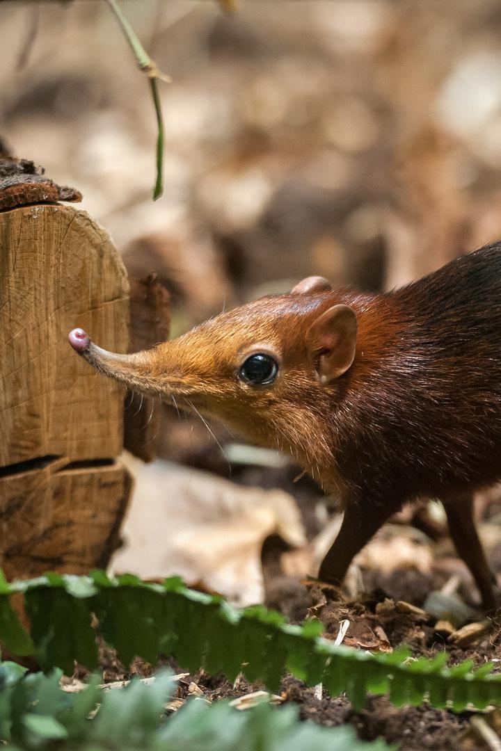 Слоновья землеройка: дух леса