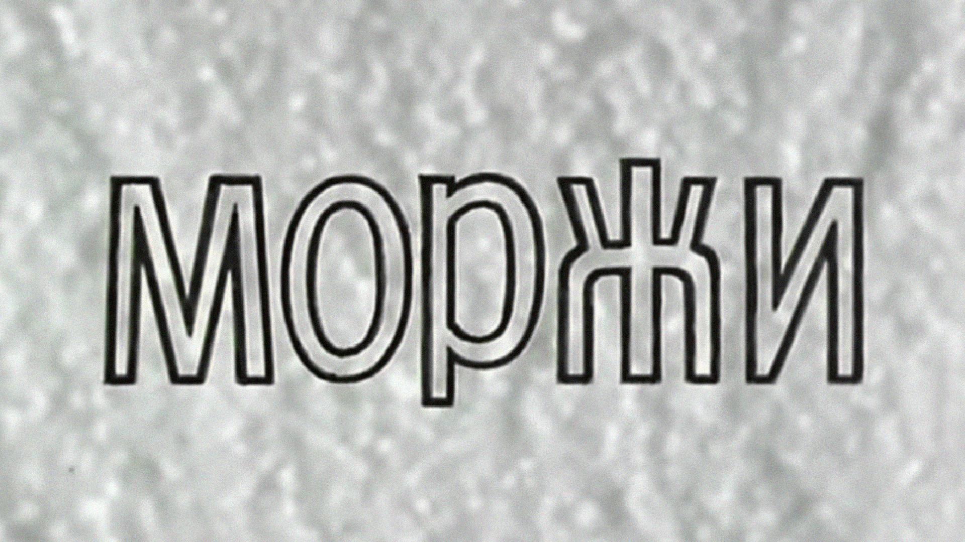 Моржи
