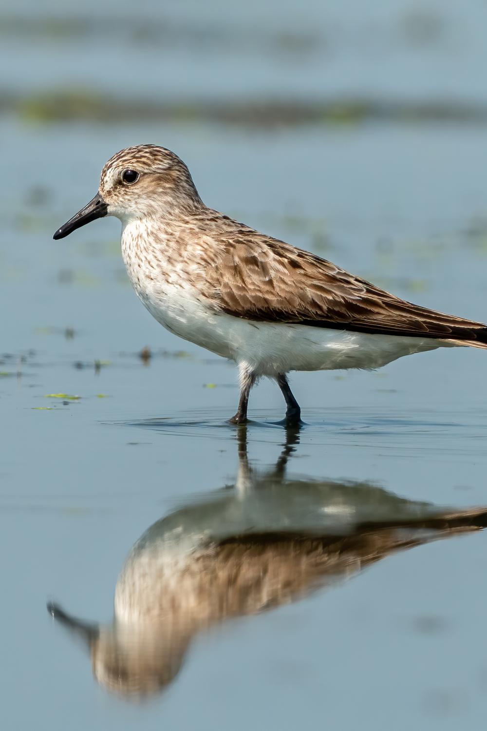 В фокусе кулики