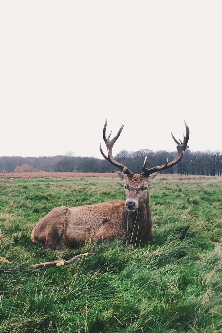 Благородный олень. Секс-символ Древнего леса