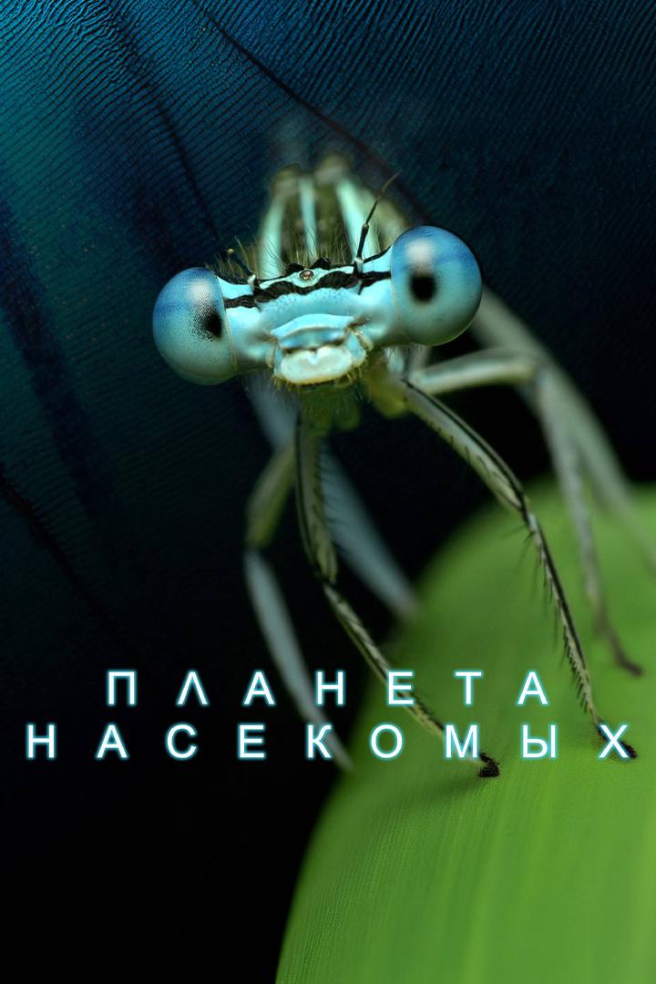 Планета насекомых