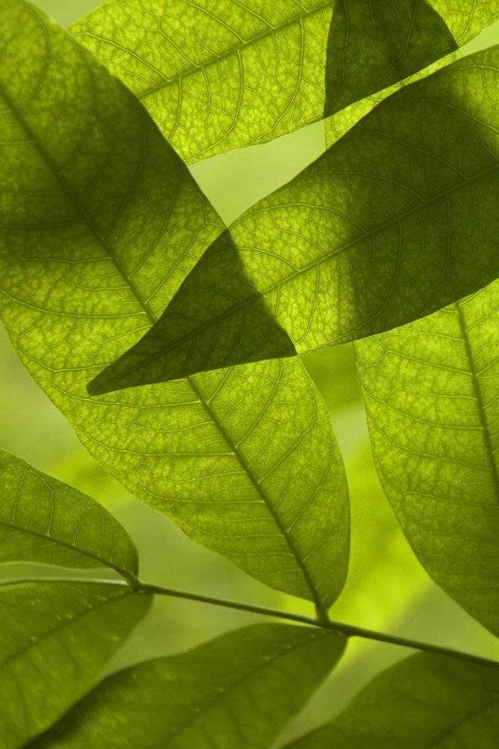 Самые причудливые брачные ритуалы природы