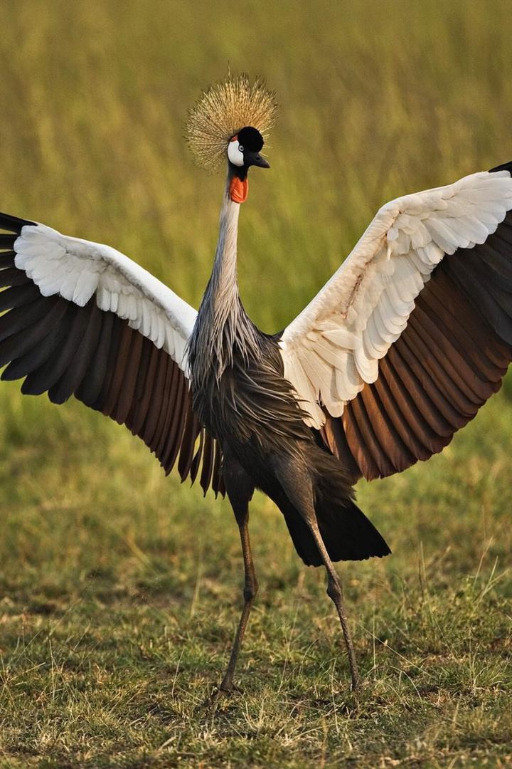 Захватывающие птицы Восточной Африки