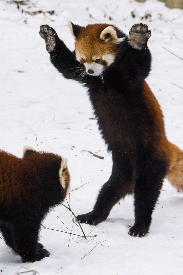 Невероятное поведение животных