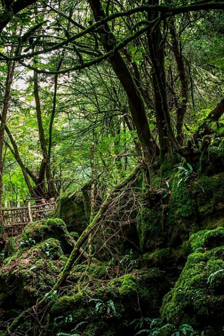 Королевский лес