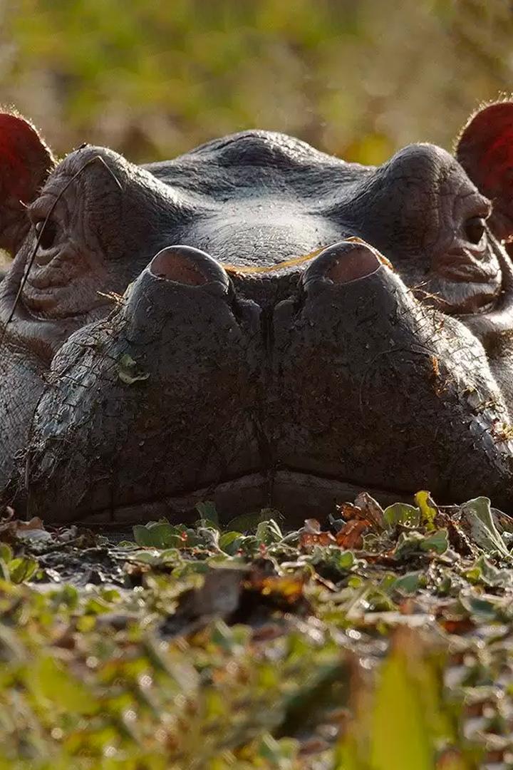 Остров бегемотов