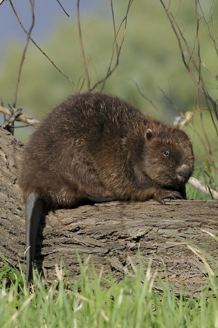Воронежский заповедник