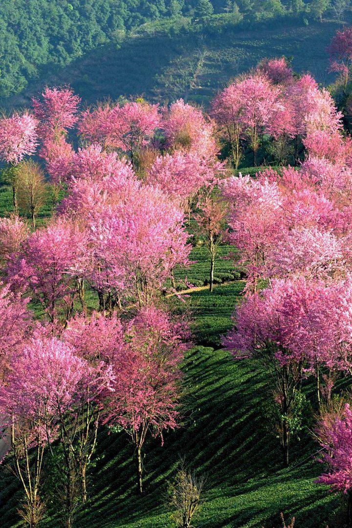 Путешествие китайских растений