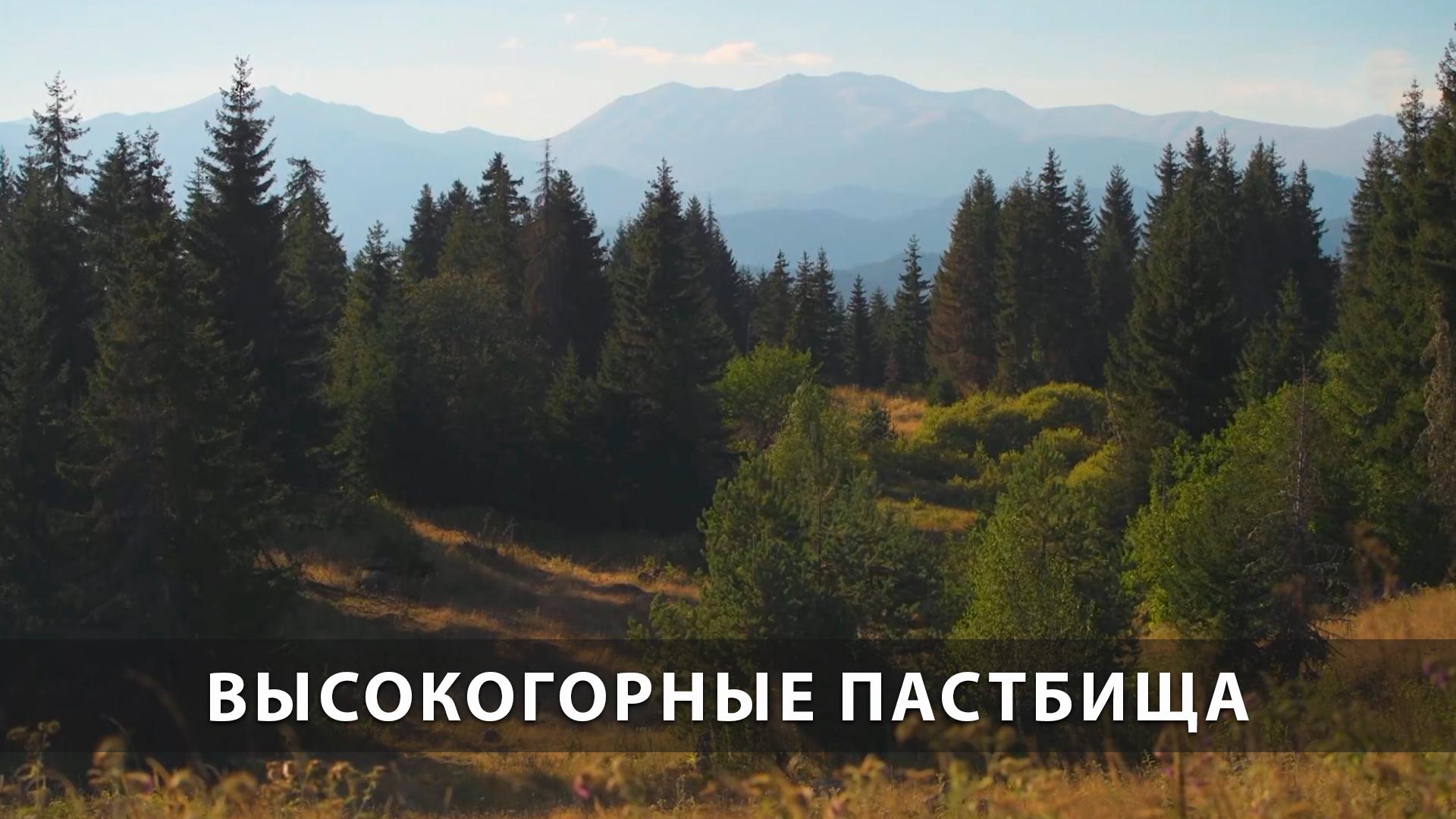 Высокогорные пастбища