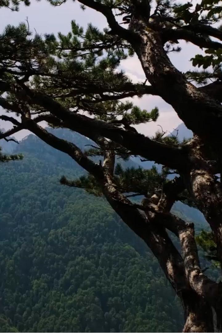 Сосны на обрыве Босния и Герцеговина