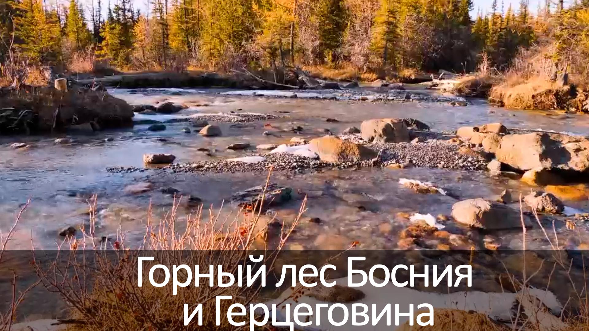 Горный лес Босния и Герцеговина