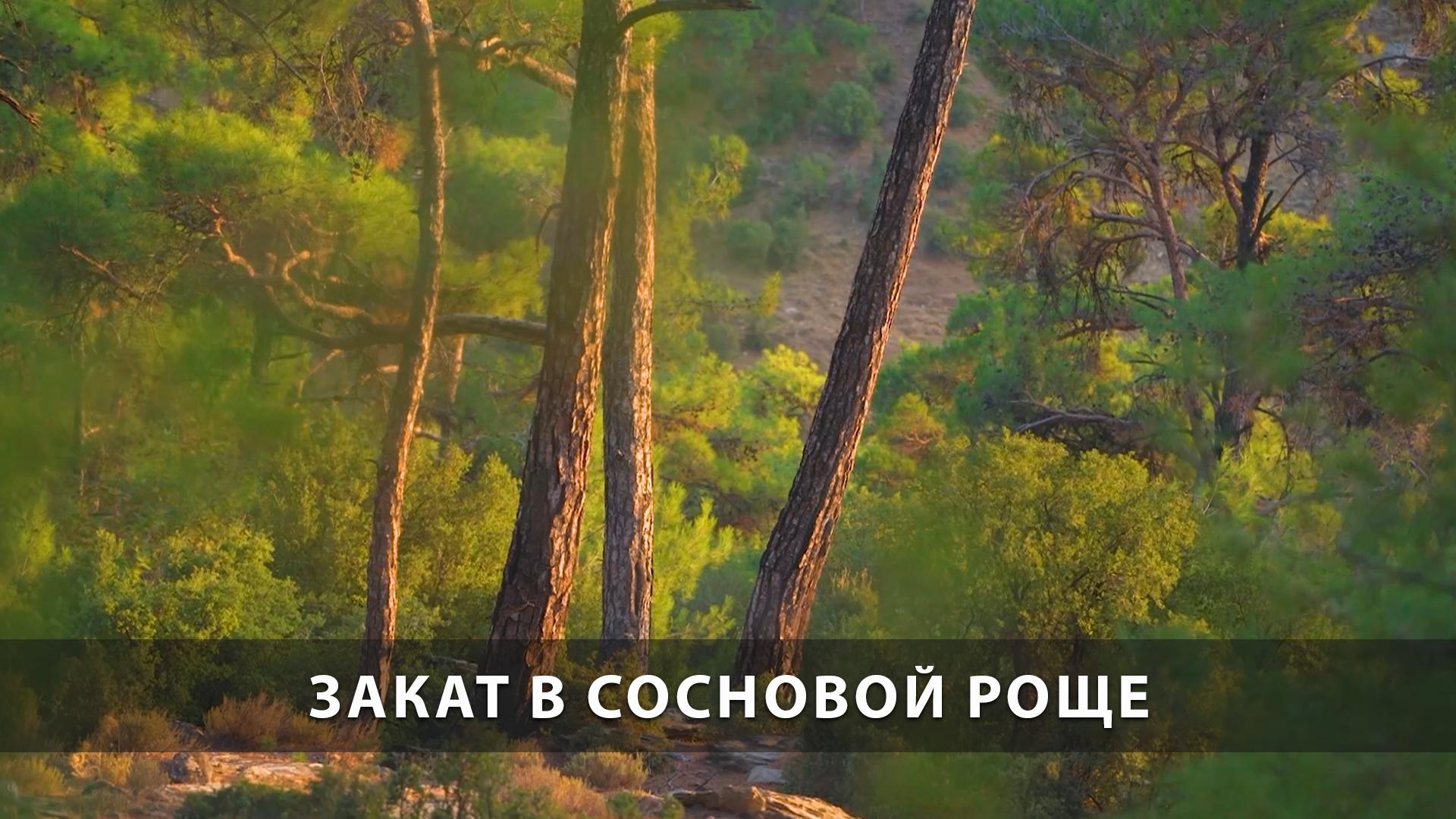 Закат в сосновой роще