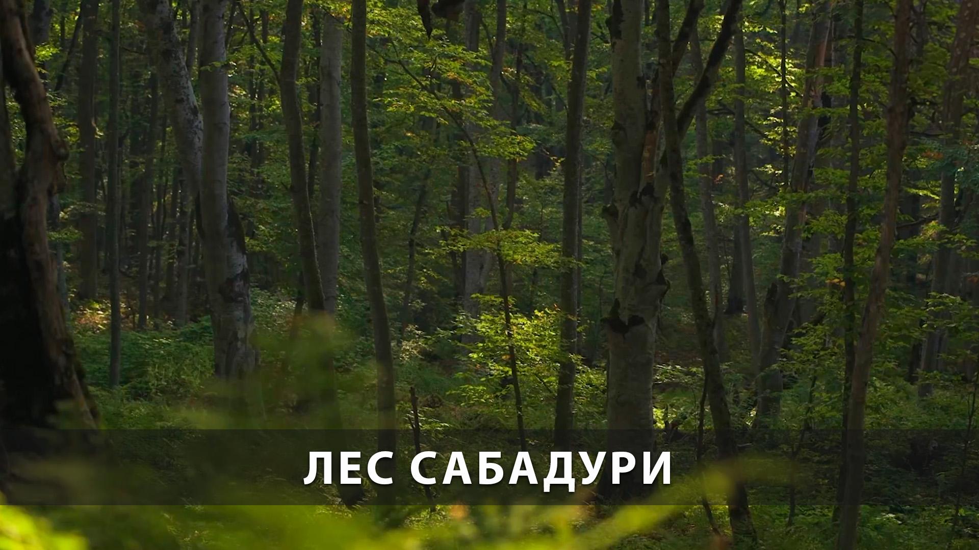 Лес Сабадури