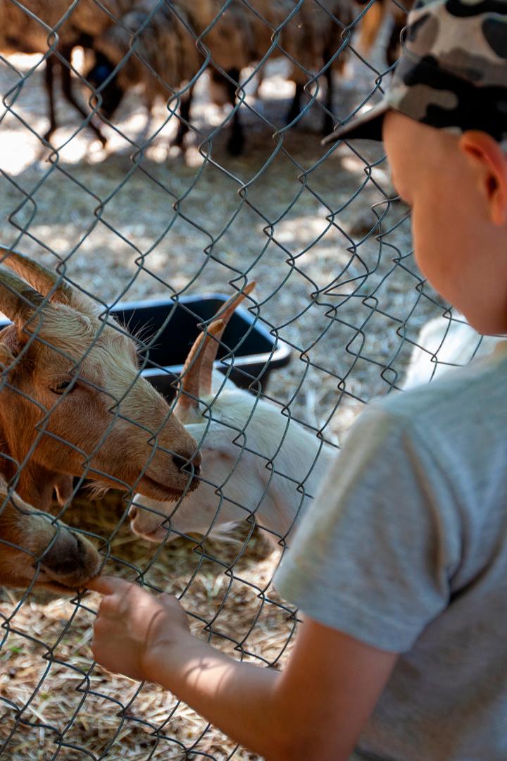 Они такие домашние