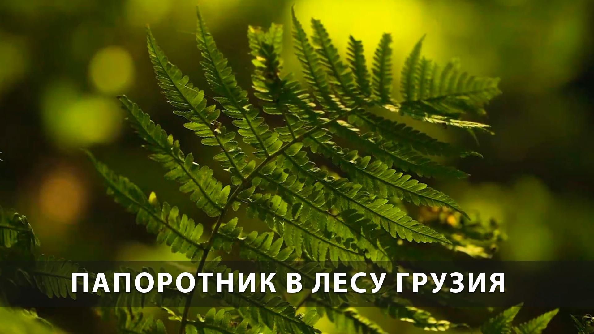 Папоротник в лесу Грузия