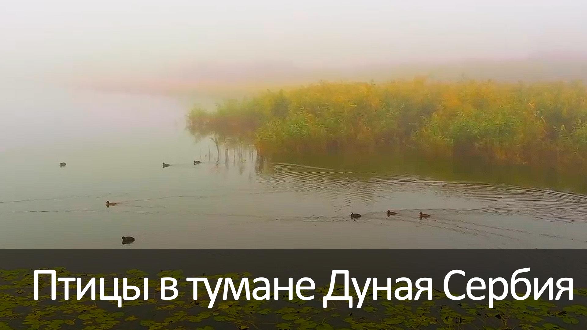 Птицы в тумане Дуная Сербия