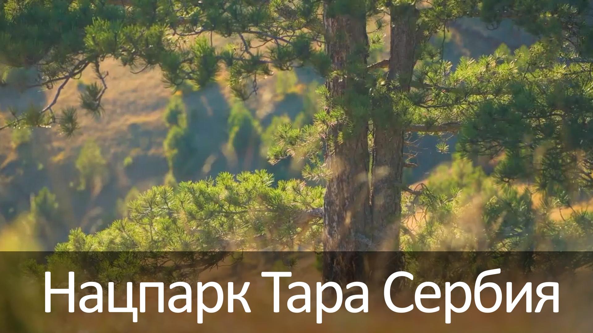 Нацпарк Тара Сербия