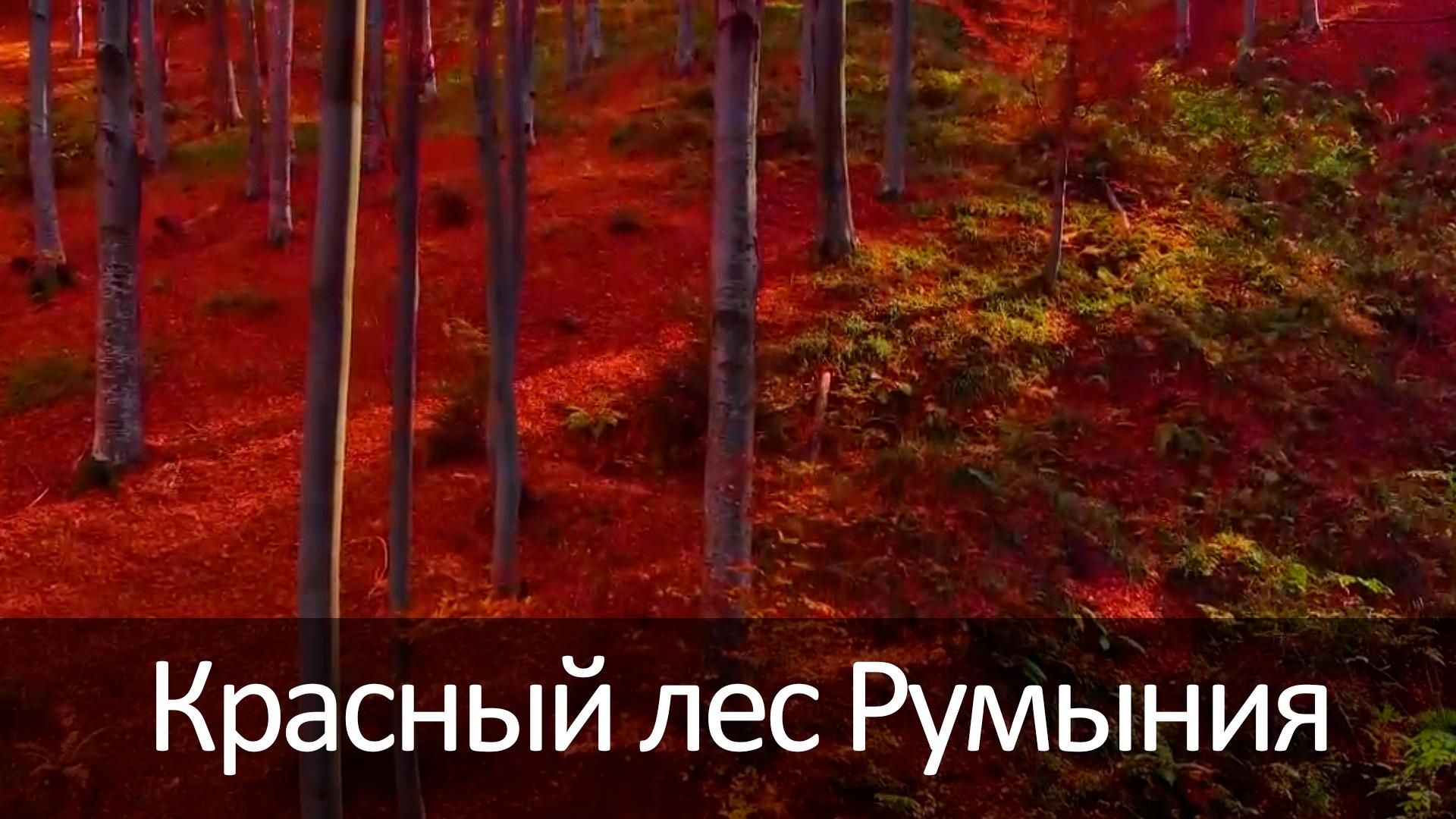 Красный лес Румыния