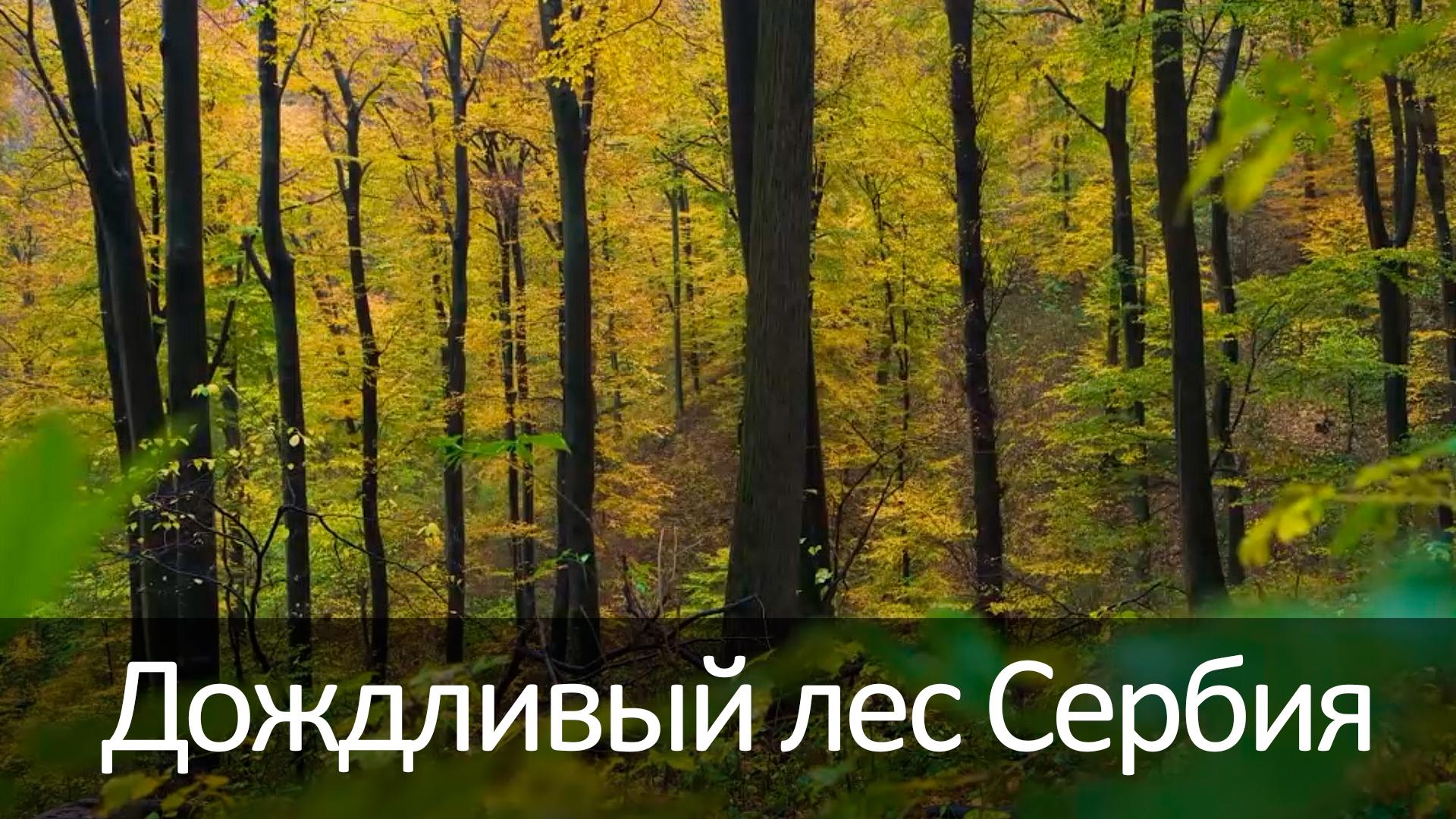 Дождливый лес Сербия