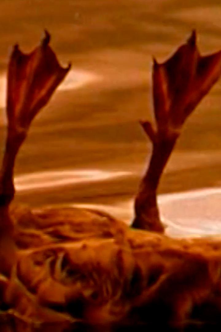 Однажды вечером